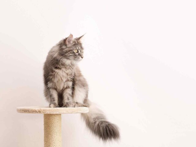 Can Cats Stay Home During Vacation?