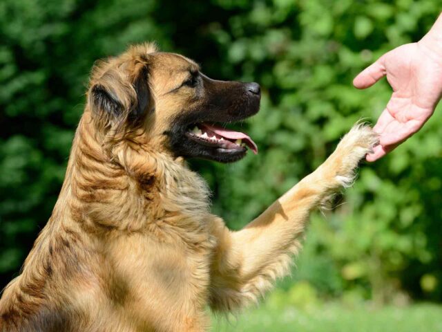 Where To Find the Best Purebred Dog