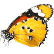 butterfly https://www.panamadoghotel.com/wp-content/uploads/2019/08/butterfly.png